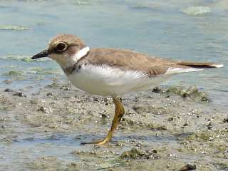 Little Ringed Plover photographed at Pak Thale, Gulf of Thailand.