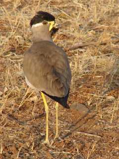 Yellow-wattled Lapwing at Gir National Park in India on 27 January 2007, photo Stijn De Win.