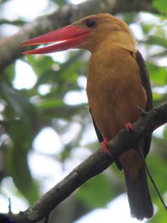 Brown-winged Kingfisher / Birding2asia