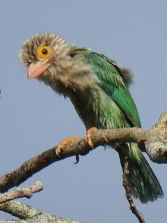 Lineated Barbet / Birding2asia
