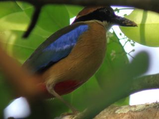 Mangrove Pitta / Birding2asia