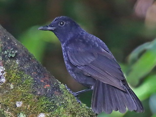 Bornean Whistling Thrush, Mesilau