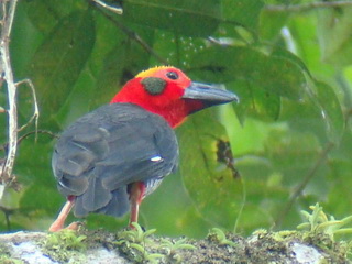 Bornean Bristlehead