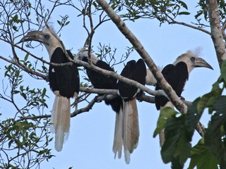 White-crowned Hornbill at Kinabatangan