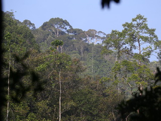 A forested ridge at Sinharaja NP