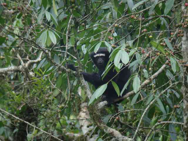 Hoolock Gibbon photo by Stijn De Win