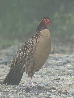 Cabot's Tragopan / Birding2asia