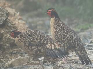 Cabot's Tragopan / Birding2asia