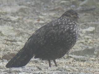 Cabot's Tragopan / Birding2asia