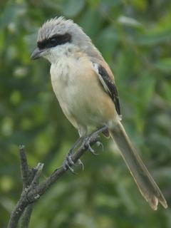 Long-tailed Shrike / Birding2asia