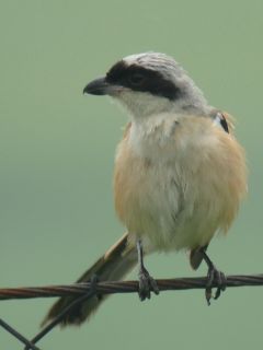 Long-tailed Shrike / Birding2asia