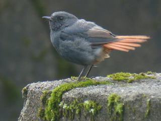 Plumbeous Water Redstart / Birding2asia