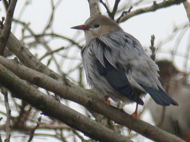 Red-billed Starling / Birding2asia