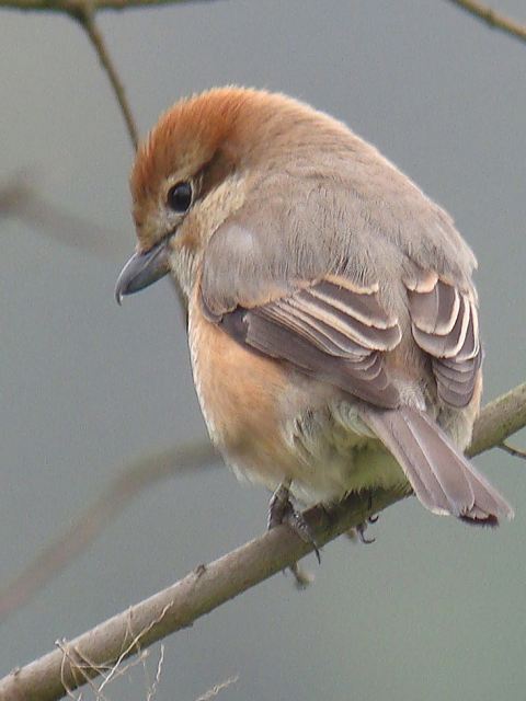 Bull-headed Shrike / Birding2asia