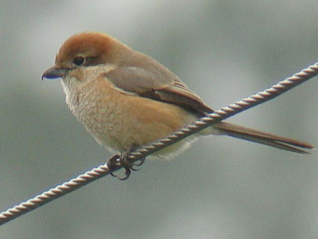 Bull-headed Shrike / Birding2asia