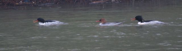 Scaly-sided Mergansers / Birding2asia