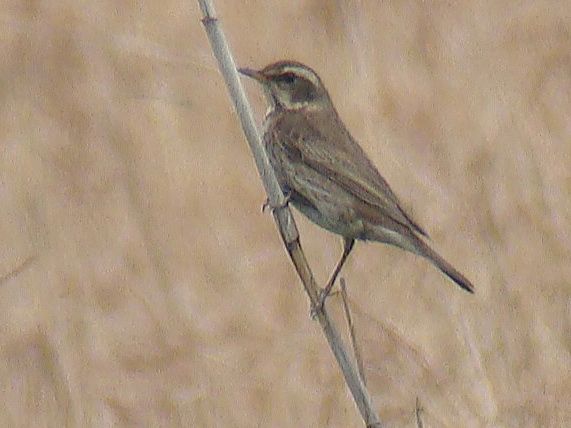 Dusky Thrush / Birding2asia