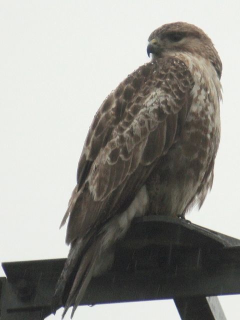 Eurasian Buzzard / Birding2asia