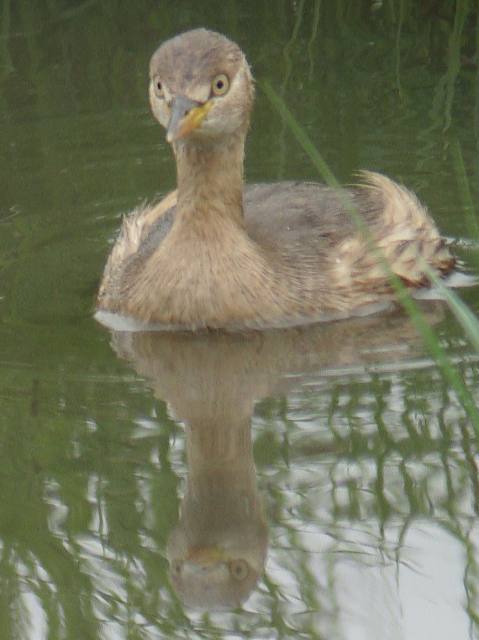 Little Grebe / Birding2asia