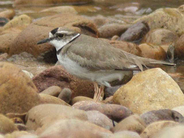 Long-billed Plover / Birding2asia