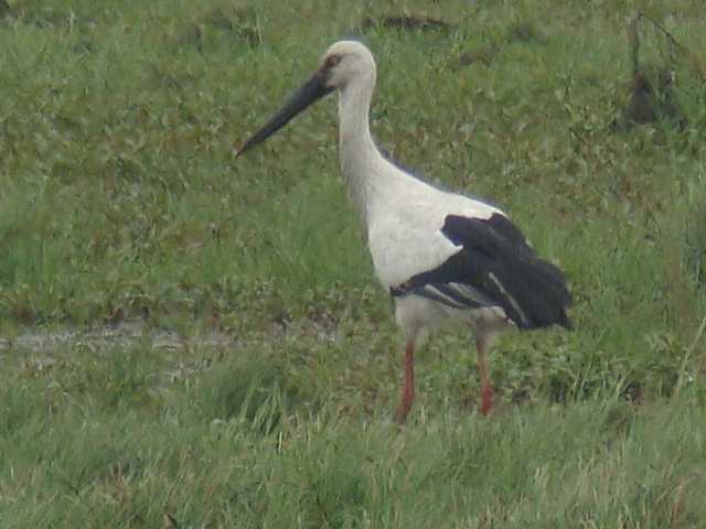 Oriental Stork / Birding2asia