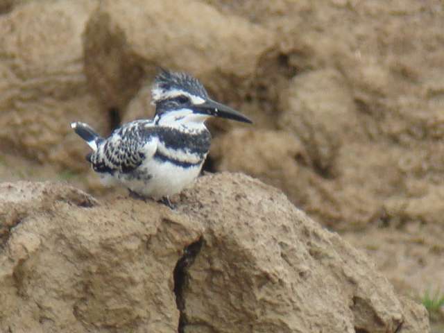 Pied Kingfisher / Birding2asia