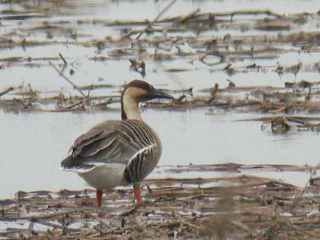 Swan Goose / Birding2asia