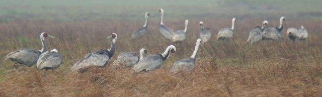 White-naped Cranes / Birding2asia