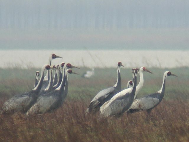 Siberian Crane / Birding2asia