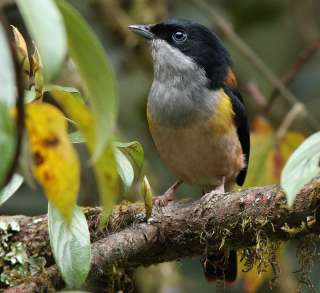 Black-headed Shrike-Babbler