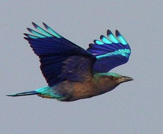 Black-billed Roller