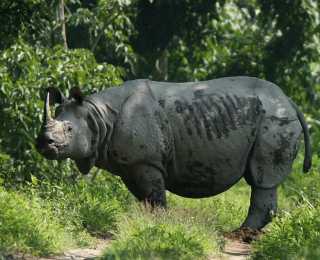 Indian Rhinoceros