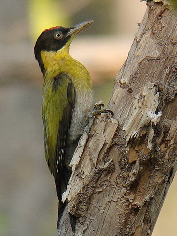 Black-headed Woodpecker