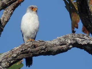 White-rumped Falcon male