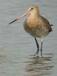 Black-tailed Godwit