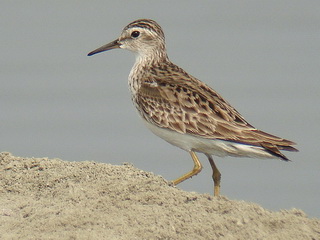 Long-toed Stint