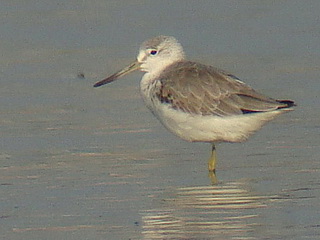 Nordmann's Greenshank