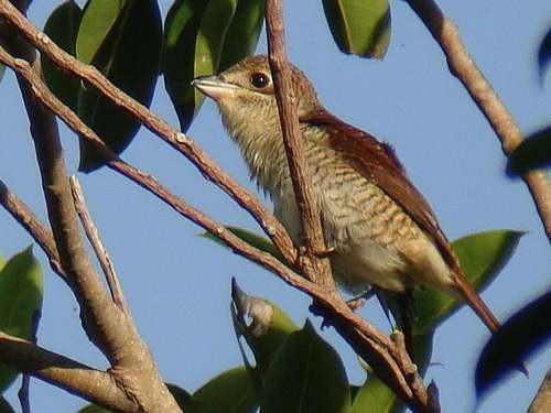 Tiger Shrike Philippines