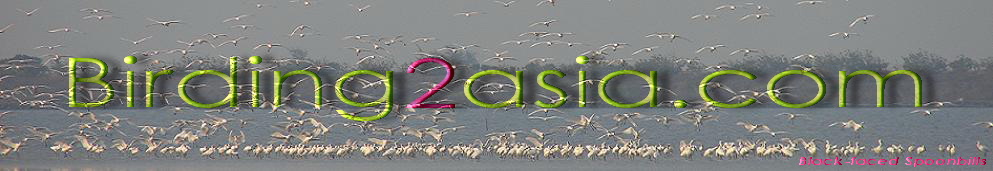 Birding 2 asia. Expert guided birding tours & free info on birdwatching in Asia.