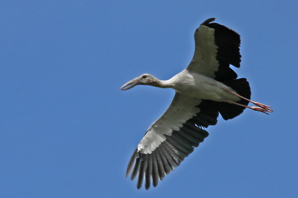 Asian Openbill