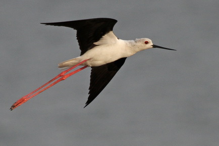 Black-winged Stilt