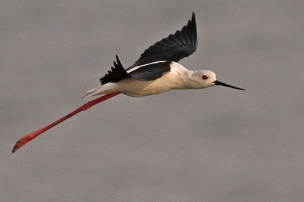 Black-winged Stilt