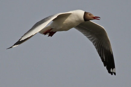 Brown-headed Gull