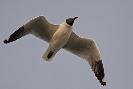 Brown-headed Gull