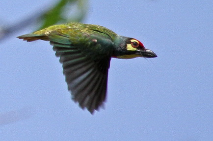 Coppersmith Barbet