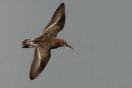 Curlew Sandpiper