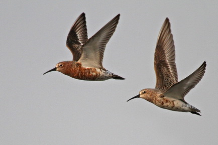 Curlew Sandpiper