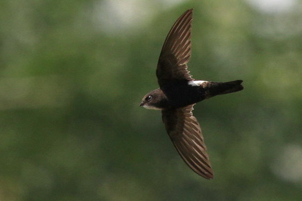 House Swift