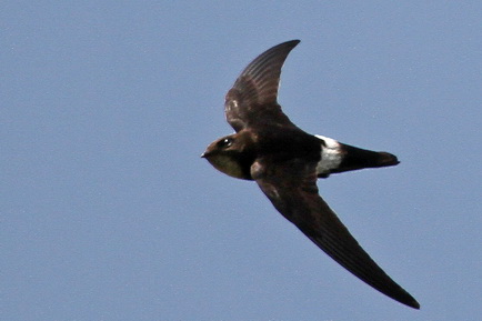 House Swift