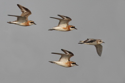 Lesser Sand Plover